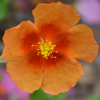 Helianthemum Captivation - Abriachan Nurseries